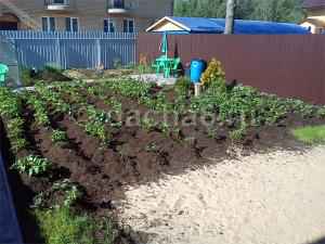 Как выращивать овощи на песчаной почве