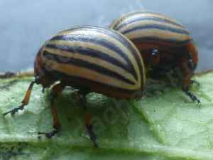 Препарат Гулливер от колорадского жука: инструкция, отзывы