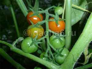 Ранние сорта томатов с высоким урожаем