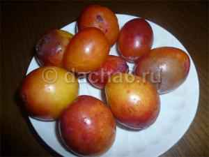 Шарафуга или гибрид сливы, абрикоса и персика