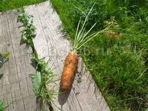 Морковка, что послаще