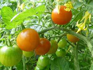 Сорта томатов для Ленинградской области для теплиц