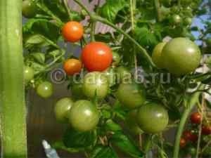 Сорта томатов долгого хранения