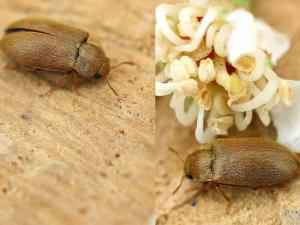 Меры борьбы с малинным жуком