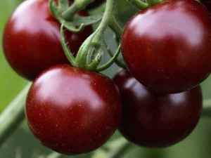 Томат Черничный щербет