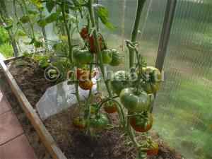 Что делать с тепличными томатами в сентябре