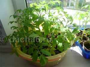 Емкости для выращивания рассады томатов