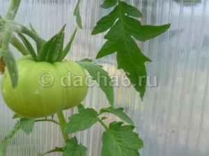 Выращивание помидоров для открытого грунта в теплицах
