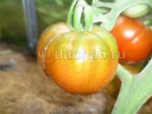 Высокоурожайные самоопыляемые сорта томатов для теплиц
