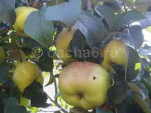 Яблоневая плодожорка: меры борьбы