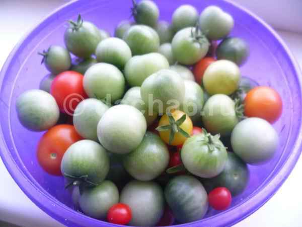 Азербайджанская плодожорка наедает бока