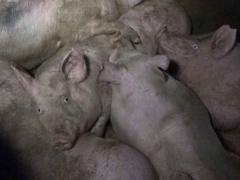 Резкое падение цен на свинину в странах ЕС