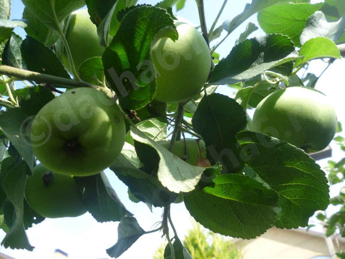 Что делать с большим урожаем яблок?