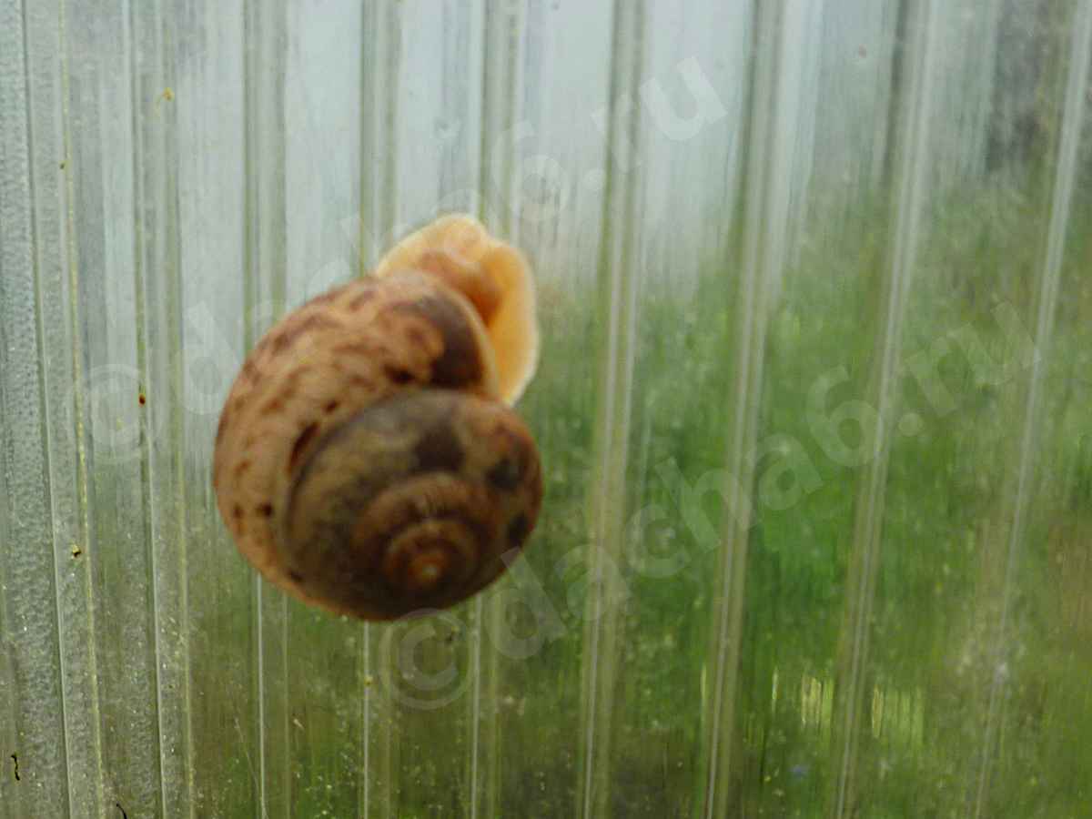 Хлебное тесто поможет избавиться от слизней и улиток