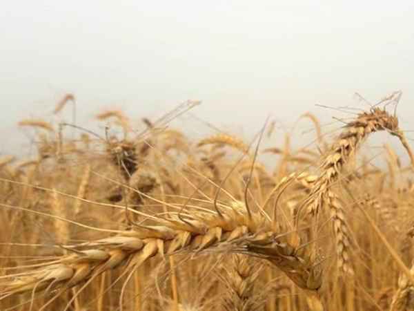 Хороший урожай зерновых