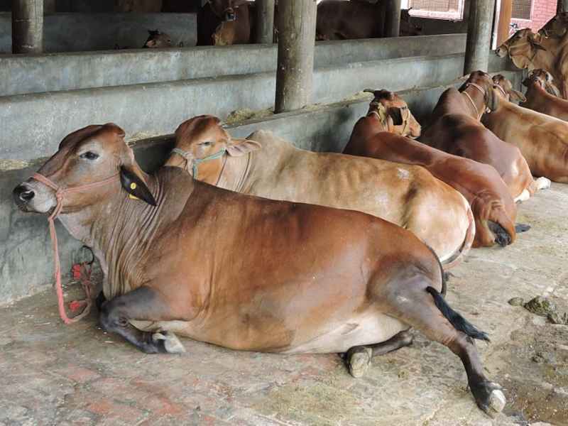Краску и свечи из коровьего навоза произведут в Индии