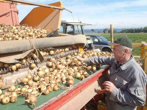 Прогноз на урожай 2017 года и цены на овощи в России
