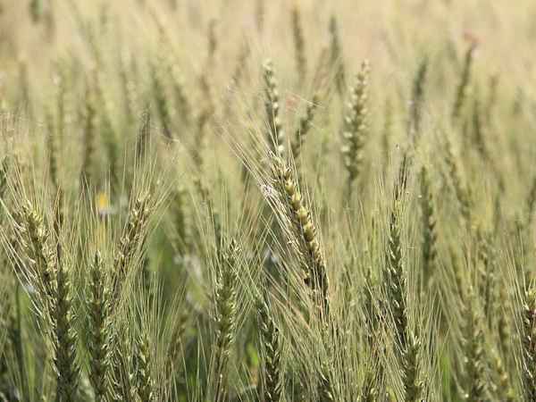 Россия наращивает экспорт пшеницы