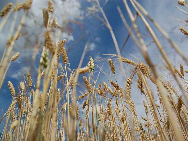 Россия продолжает наращивать экспорт пшеницы