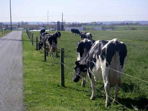 Рост молочного производства в России