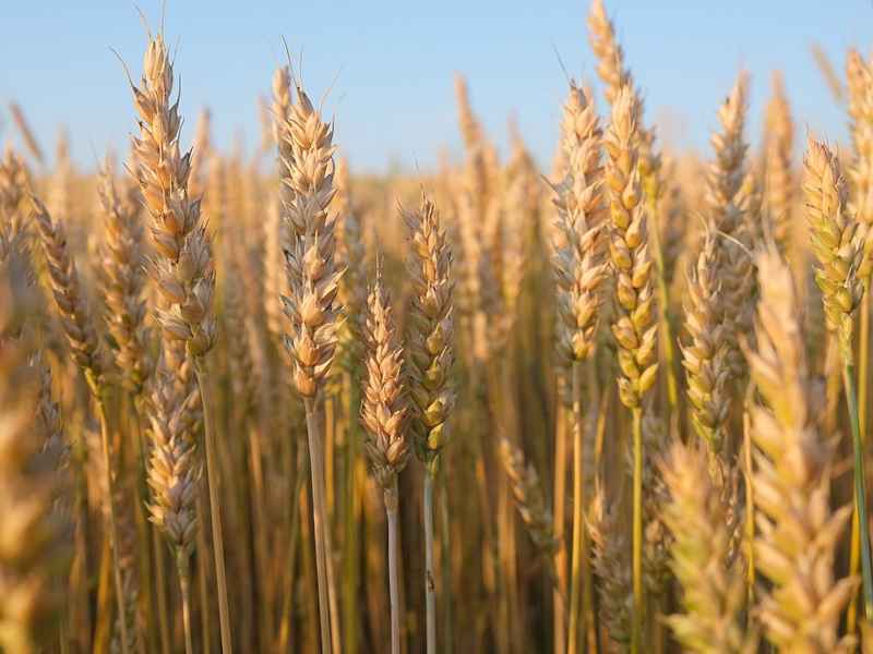 Урожай зерна в России лучше прогнозов