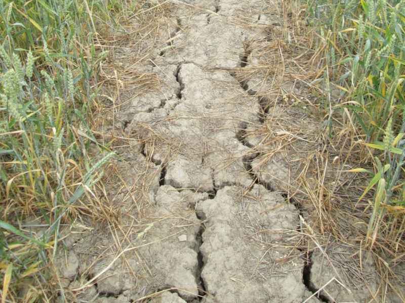 Засуха во Франции бьет по урожаю зерновых