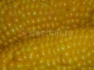 Успеть продать зерно на Запад!