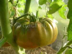 Опросы ВЦИОМа показывают: россияне против ГМО