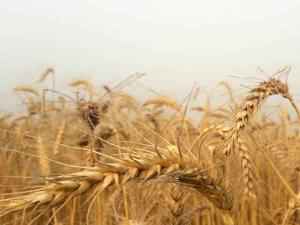 Зерновых снова много собрали