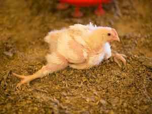 В Израиле выращивают мясо птицы искусственно