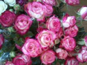 Какие розы принято дарить на 8 марта в России