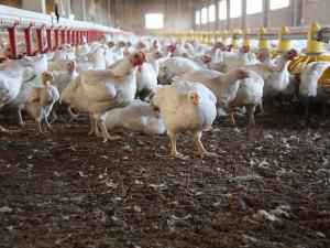 Экспорт мяса птицы из России в Китай растет