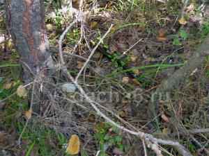 Гадюки наступают