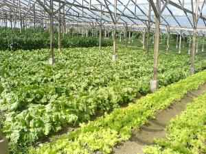 Новые тепличные комплексы Подмосковья