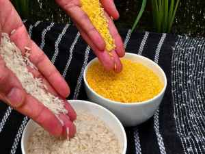 Генномодифицированный золотой рис вырастят на Филиппинах