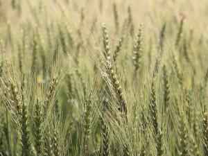 Россия – лидер по экспорту пшеницы и наращивает обороты