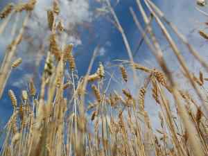 Экспорт пшеницы из России продолжает расти