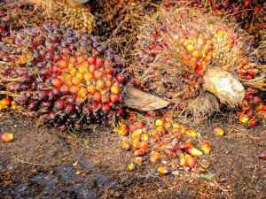 Импорт пальмового масла в страну растет