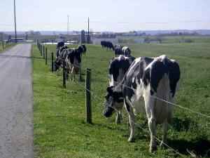 Производство молочных продуктов растет