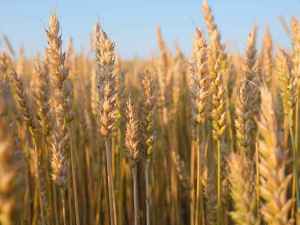 Рекордный урожай российского зерна