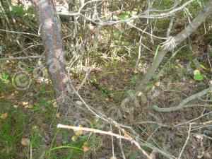 Новый законопроект об облегчении сбора валежника