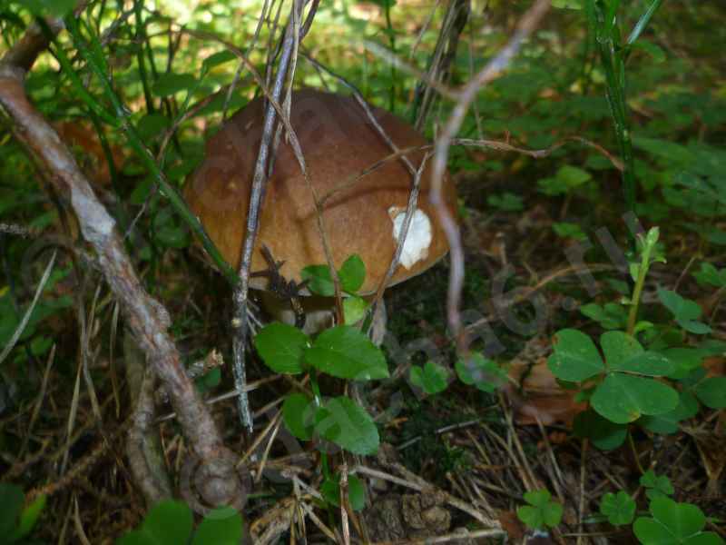 Белый гриб в лесу