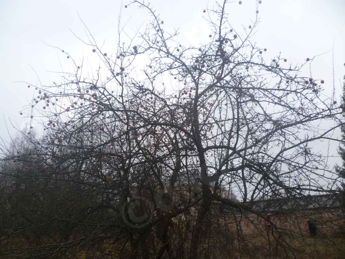 Барский яблоневый сад