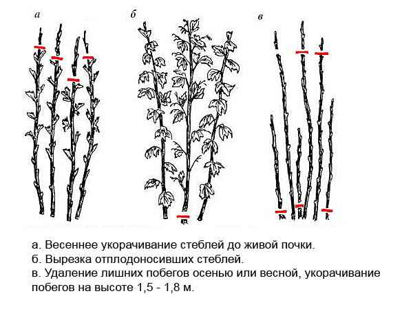 Схема обрезки малины