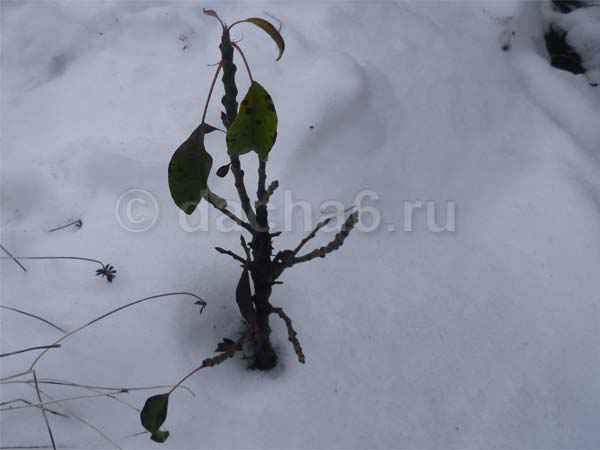 Зимовка карликовой груши в средней полосе России