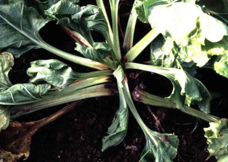 Корнеед всходов свеклы