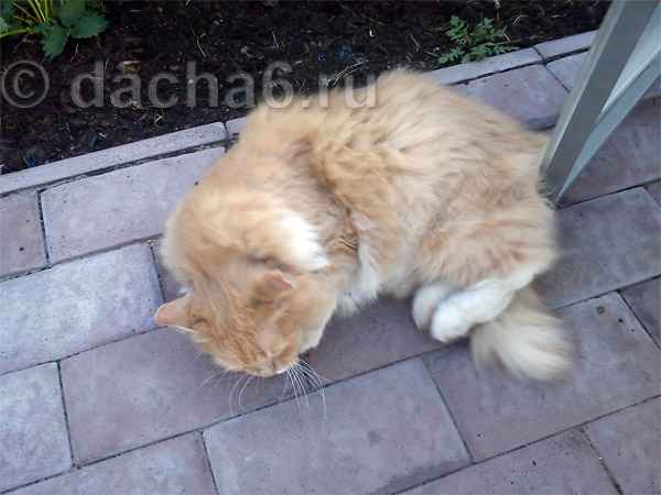 Кот чешет попу дверью