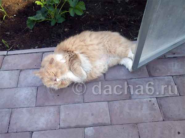 Удовольствие кота на даче