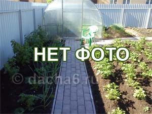 Янтарная кислота, инструкция для растений